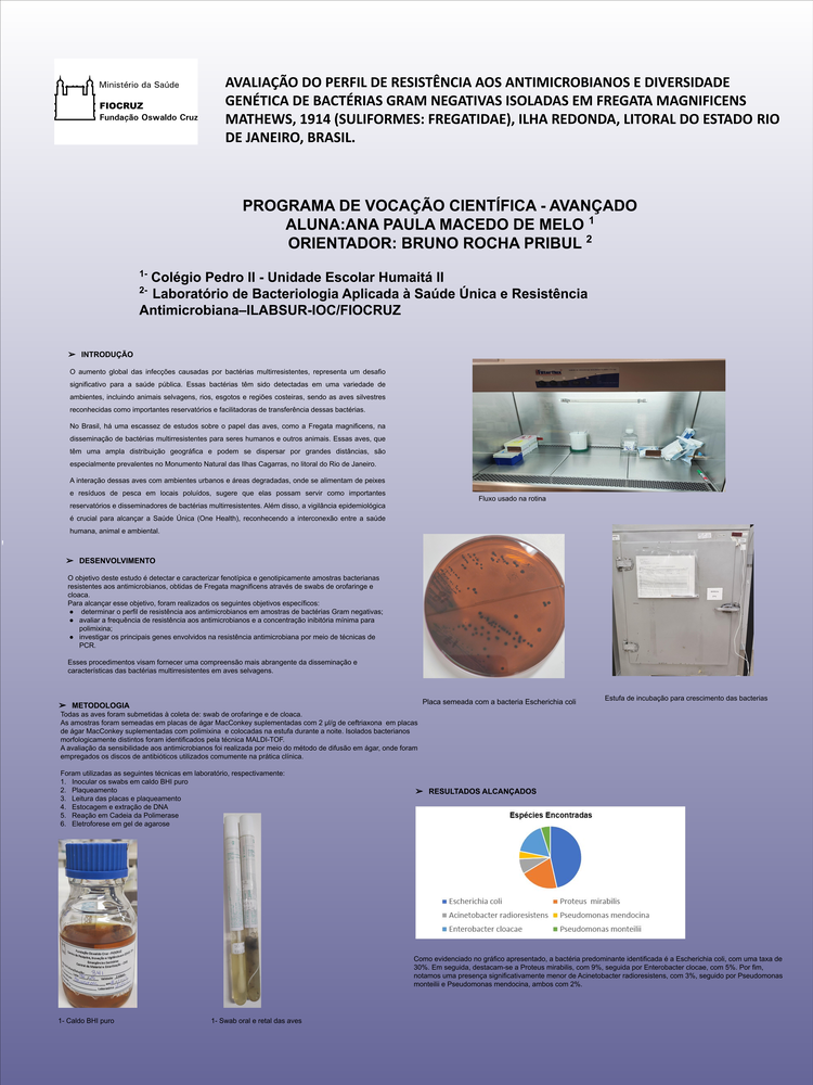 Pôster apresentado pela estudante Ana Paula Macedo de Melo sob orientação do pesquisador Bruno Rocha Pribul: Avaliação do perfil de resistência aos antimicrobianos e diversidade genética de bactérias gram negativas isoladas em fregata magnificens mathews, 1914 (suliformes: fregatidae), Ilha Redonda, litoral do estado Rio de Janeiro, Brasil.