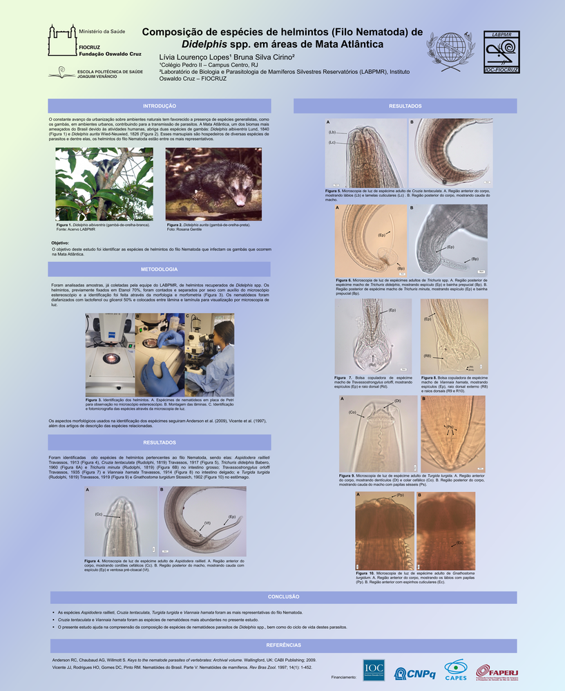 Pôster apresentado pela estudante Lívia Lourenço Lopes sob orientação da pesquisadora Bruna Silva Cirino: Composição de espécies de helmintos (Filo Nematoda) de Didelphis spp. em áreas de Mata Atlântica.