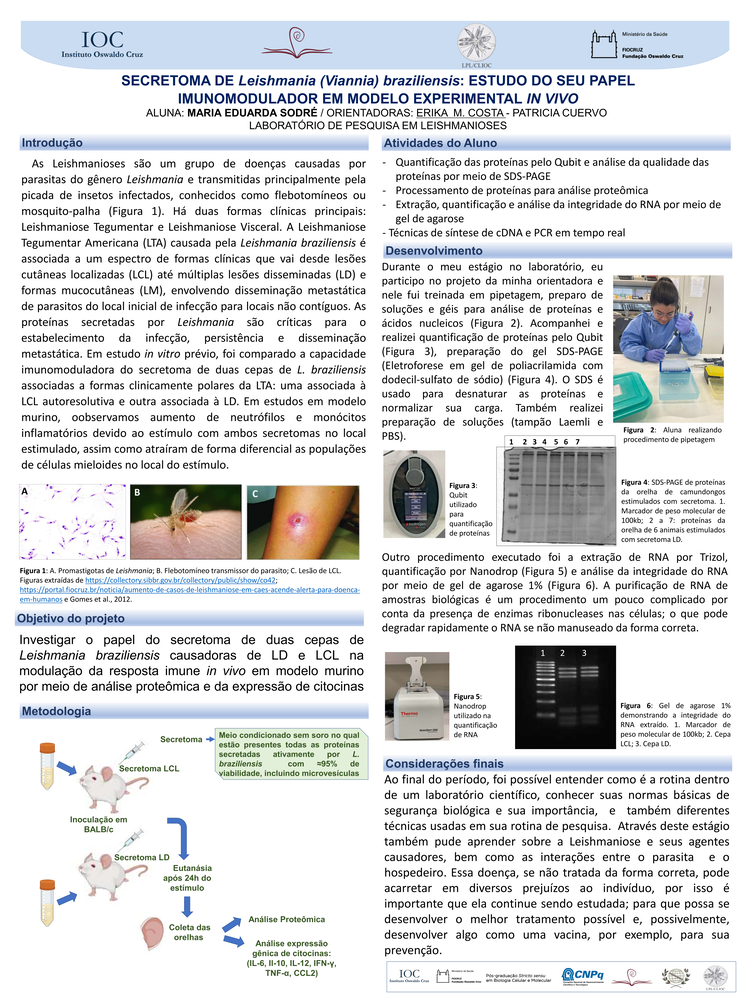 Pôster apresentado pela estudante Maria Eduarda Sodré sob orientação da pesquisadora Erika M. Costa e coorientação da pesquisadora Patricia Cuervo: Secretoma de Leishmania (Viannia) braziliensis: estudo do seu papel imunomodulador em modelo experimental in vivo.